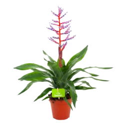 Aechmea Blue Rain - Kokerbromelia - P12 H55 - Roze-Paars - Kamerplant