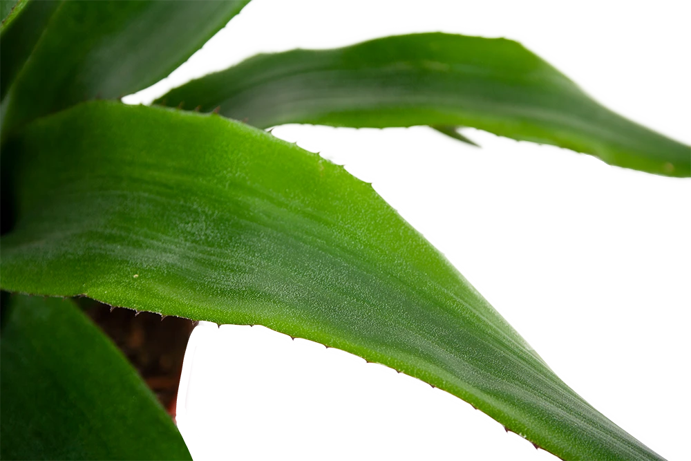 Aechmea Blue Rain - Kokerbromelia - P12 H55 - Roze-Paars - Kamerplant 2 Aechmea Blue Rain - Kokerbromelia - P12 H55 - Roze-Paars - Kamerplant - Afbeelding 2