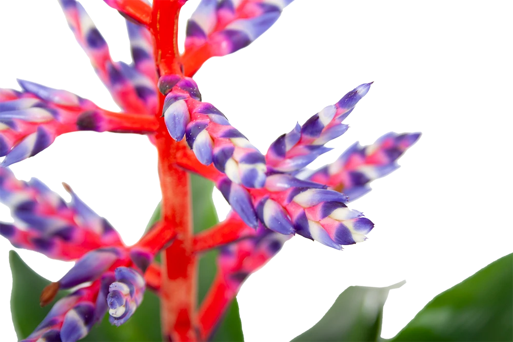 Aechmea Blue Rain - Kokerbromelia - P12 H55 - Roze-Paars - Kamerplant 3 Aechmea Blue Rain - Kokerbromelia - P12 H55 - Roze-Paars - Kamerplant - Afbeelding 3