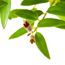 Aeschynanthus Caroline - Lipstickplant - In Hangpot - P15 H25 - Kamerplant 6 Aeschynanthus Caroline - Lipstickplant - In Hangpot - P15 H25 - Kamerplant -Plantenzadenmest Winkel aeschynanthus caroline lipstickplant in hangpot p15 h25 6