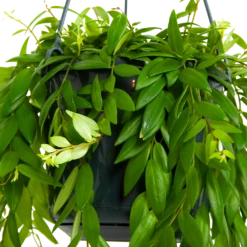 Plantenzadenmest Winkel -Plantenzadenmest Winkel aeschynanthus japhrolepis lipstickplant in hangpot p15 5
