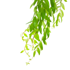 Aeschynanthus Japhrolepis - Lipstickplant - In Hangpot - P15 H20 - Kamerplant 6 Aeschynanthus Japhrolepis - Lipstickplant - In Hangpot - P15 H20 - Kamerplant -Plantenzadenmest Winkel aeschynanthus japhrolepis lipstickplant in hangpot p15 6