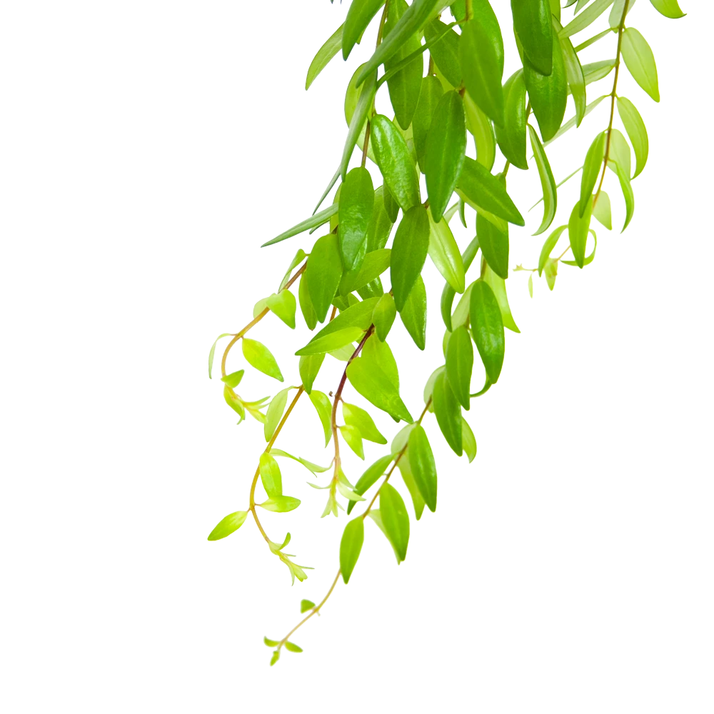 Aeschynanthus Japhrolepis - Lipstickplant - In Hangpot - P15 H20 - Kamerplant 3 Aeschynanthus Japhrolepis - Lipstickplant - In Hangpot - P15 H20 - Kamerplant - Afbeelding 3