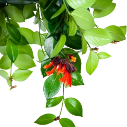 Aeschynanthus Monalisa - Lipstickplant - In Hangpot - P15 H20 - Kamerplant 6 Aeschynanthus Monalisa - Lipstickplant - In Hangpot - P15 H20 - Kamerplant -Plantenzadenmest Winkel aeschynanthus monalisa lipstickplant in hangpot p15 5
