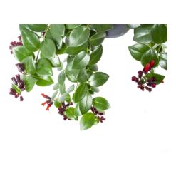 Plantenzadenmest Winkel -Plantenzadenmest Winkel aeschynanthus monalisa lipstickplant in hangpot p17 h40 5