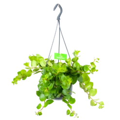 Aeschynanthus Pink Polka - Lipstickplant - In Hangpot - P15 H20 - Kamerplant