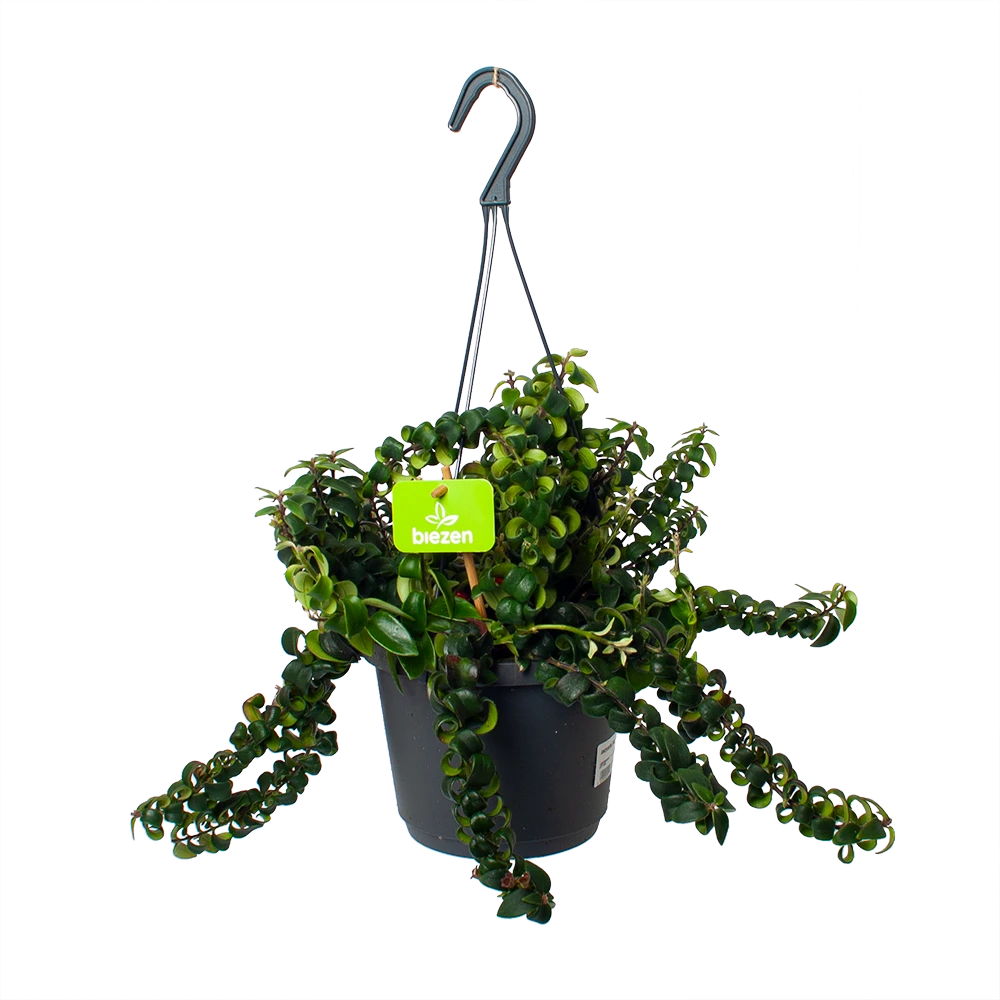 Aeschynanthus Swing - Lipstickplant - In Hangpot - P17 H30 - Kamerplant 1 Aeschynanthus Swing - Lipstickplant - In Hangpot - P17 H30 - Kamerplant
