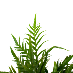 Aglaomorpha Jim - P17 H45 - Kamerplant 6 Aglaomorpha Jim - P17 H45 - Kamerplant -Plantenzadenmest Winkel aglaomorpha jim p17 h45 3