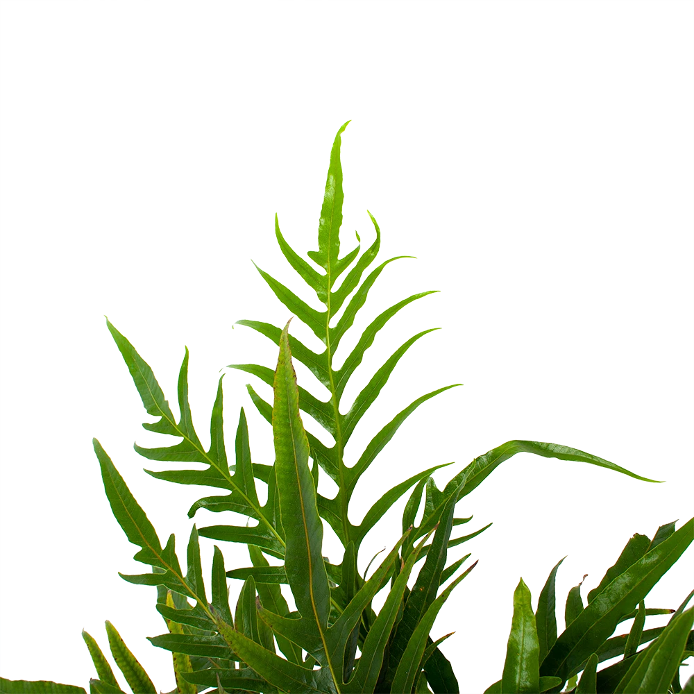 Aglaomorpha Jim - P17 H45 - Kamerplant 3 Aglaomorpha Jim - P17 H45 - Kamerplant - Afbeelding 3