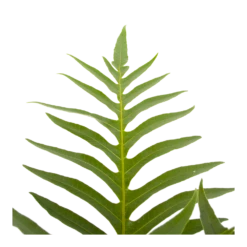 Aglaomorpha Jim - P19 H65 - Kamerplant 6 Aglaomorpha Jim - P19 H65 - Kamerplant -Plantenzadenmest Winkel aglaomorpha jim p19 h65 3