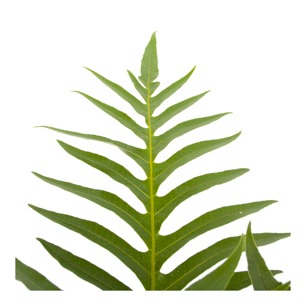 Aglaomorpha Jim - P19 H65 - Kamerplant 3 Aglaomorpha Jim - P19 H65 - Kamerplant - Afbeelding 3
