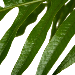 Aglaomorpha Jim - P37 H75 - Kamerplant -Plantenzadenmest Winkel aglaomorpha jim p37 h75 kamerplant 4