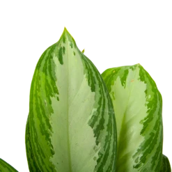 Aglaonema Freedman - P17 H60 - Kamerplant 6 Aglaonema Freedman - P17 H60 - Kamerplant -Plantenzadenmest Winkel aglaonema freedman p17 h60 6 1