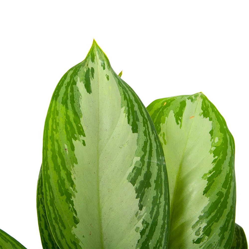 Aglaonema Freedman - P17 H60 - Kamerplant 3 Aglaonema Freedman - P17 H60 - Kamerplant - Afbeelding 3