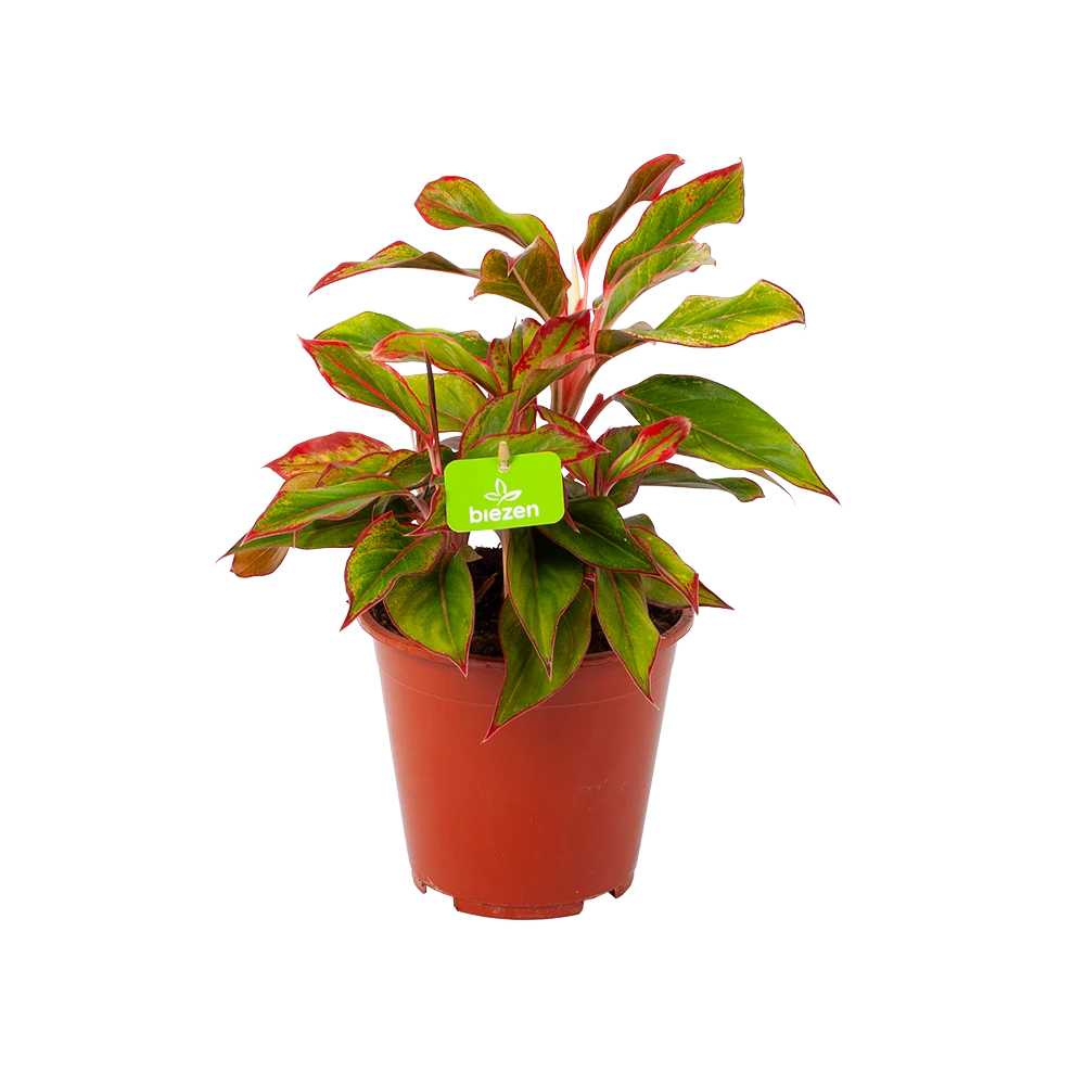 Aglaonema Light Star - P19 H35 - Kamerplant 1 Aglaonema Light Star - P19 H35 - Kamerplant
