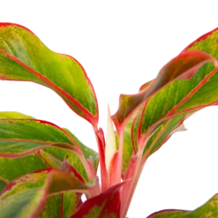 Aglaonema Light Star - P19 H35 - Kamerplant 6 Aglaonema Light Star - P19 H35 - Kamerplant -Plantenzadenmest Winkel aglaonema light star p19 h35 4