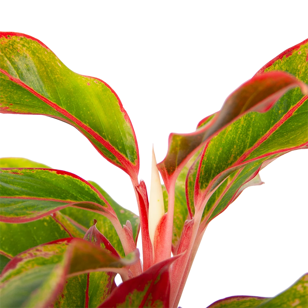 Aglaonema Light Star - P19 H35 - Kamerplant 3 Aglaonema Light Star - P19 H35 - Kamerplant - Afbeelding 3