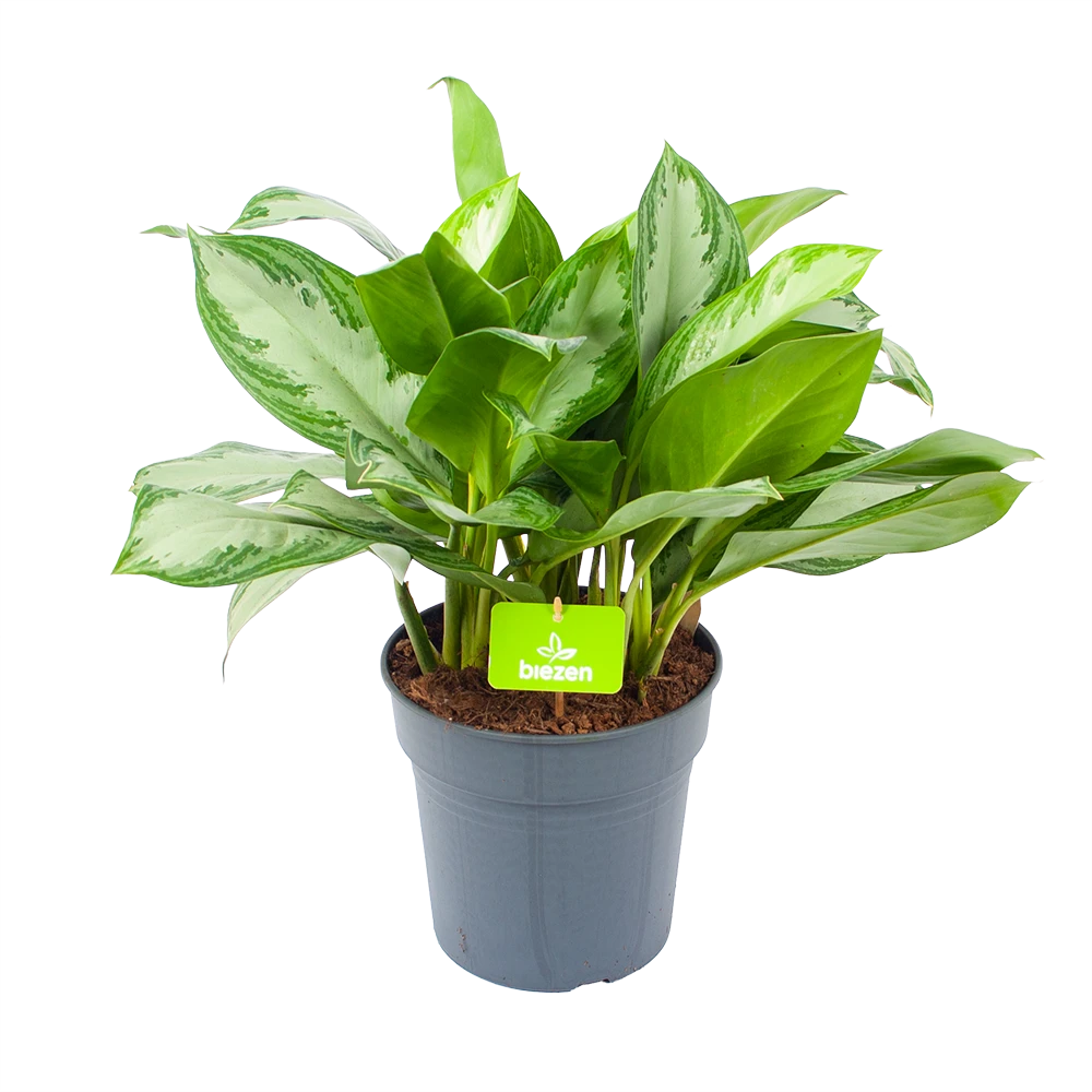 Aglaonema Silver Bay - P24 H60 - Kamerplant 1 Aglaonema Silver Bay - P24 H60 - Kamerplant
