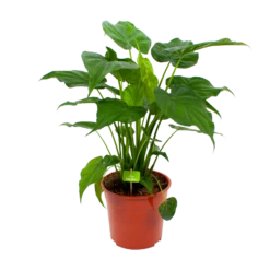 Alocasia Cucullata - Olifantsoor - P27 H80 - Kamerplant