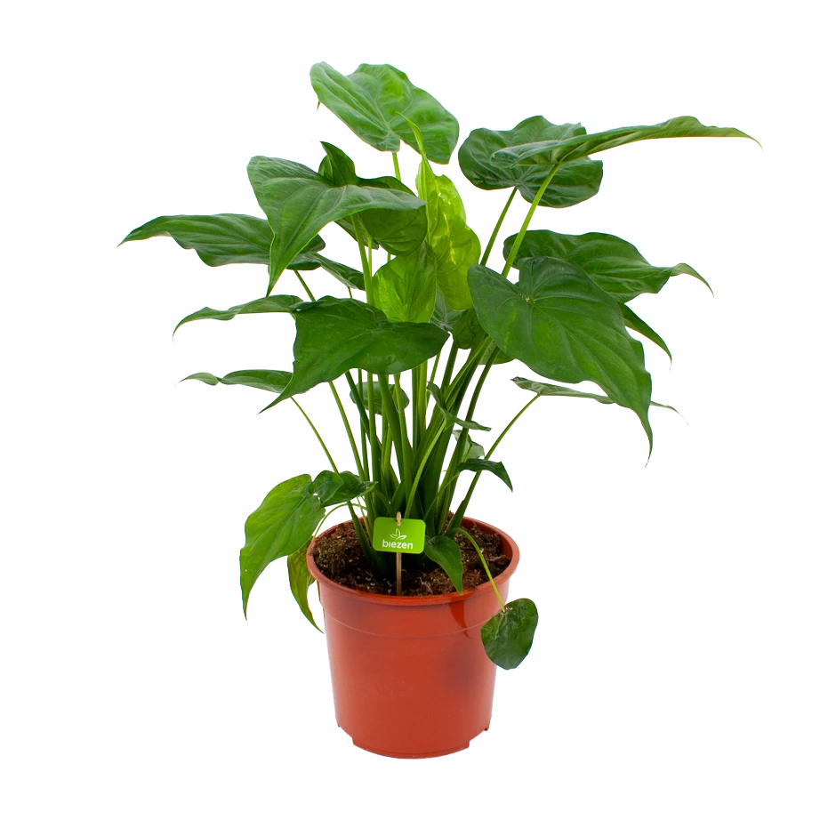 Alocasia Cucullata - Olifantsoor - P27 H80 - Kamerplant 1 Alocasia Cucullata - Olifantsoor - P27 H80 - Kamerplant