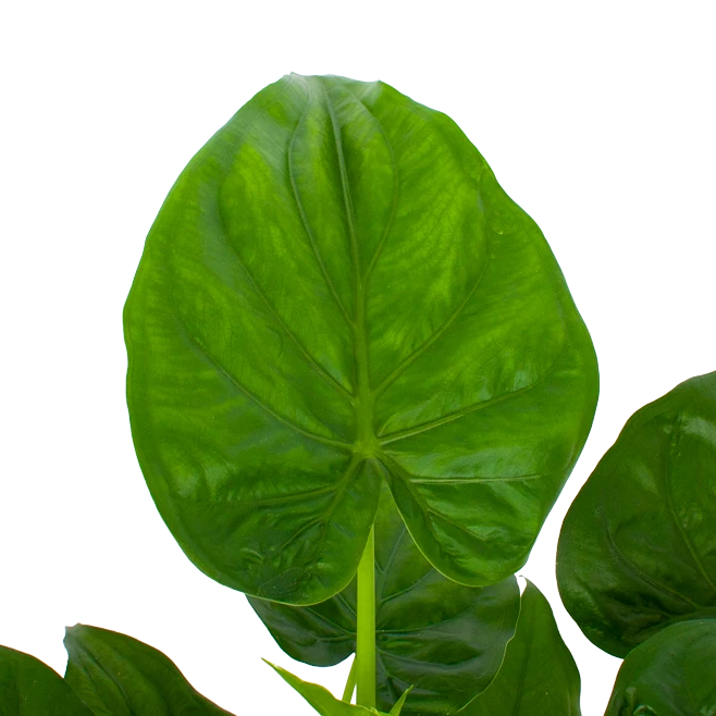 Alocasia Cucullata - Olifantsoor - P27 H80 - Kamerplant 2 Alocasia Cucullata - Olifantsoor - P27 H80 - Kamerplant - Afbeelding 2