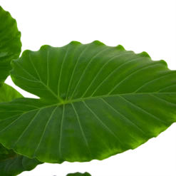 Alocasia Gageana California - Olifantsoor - P21 H85 - Kamerplant 6 Alocasia Gageana California - Olifantsoor - P21 H85 - Kamerplant -Plantenzadenmest Winkel alocasia gageana california olifantsoor p21 h85 6 1
