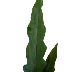 Alocasia Lauterbachiana - Olifantsoor - P19 H70 - Kamerplant -Plantenzadenmest Winkel alocasia lauterbachiana olifantsoor p19 h70 4