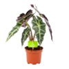 Alocasia Polly - Olifantsoor - P17 H50 - Kamerplant