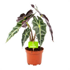 Alocasia Polly - Olifantsoor - P17 H50 - Kamerplant