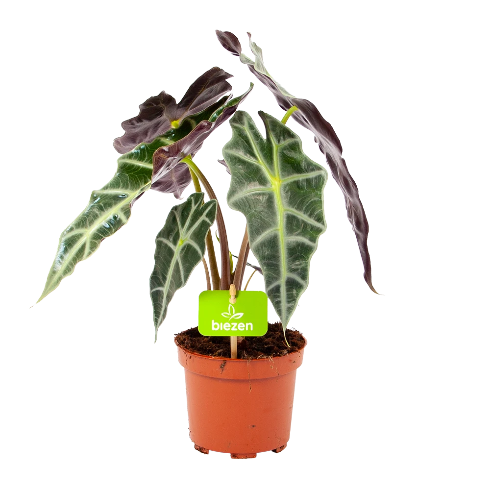 Alocasia Polly - Olifantsoor - P17 H50 - Kamerplant 1 Alocasia Polly - Olifantsoor - P17 H50 - Kamerplant