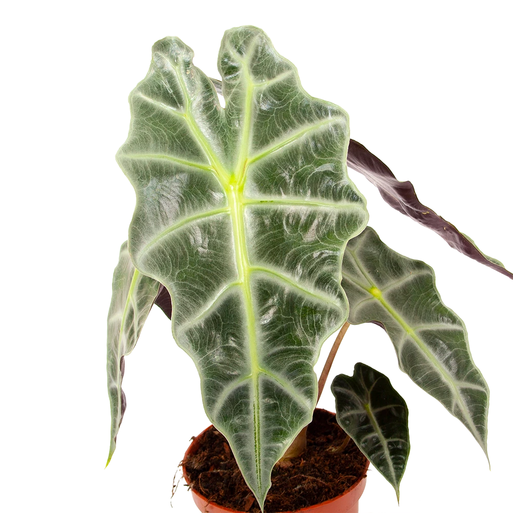 Alocasia Polly - Olifantsoor - P17 H50 - Kamerplant 2 Alocasia Polly - Olifantsoor - P17 H50 - Kamerplant - Afbeelding 2