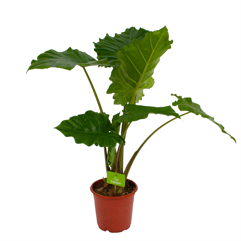 Alocasia Portodora - Olifantsoor - P21 H90 - Kamerplant 1 Alocasia Portodora - Olifantsoor - P21 H90 - Kamerplant