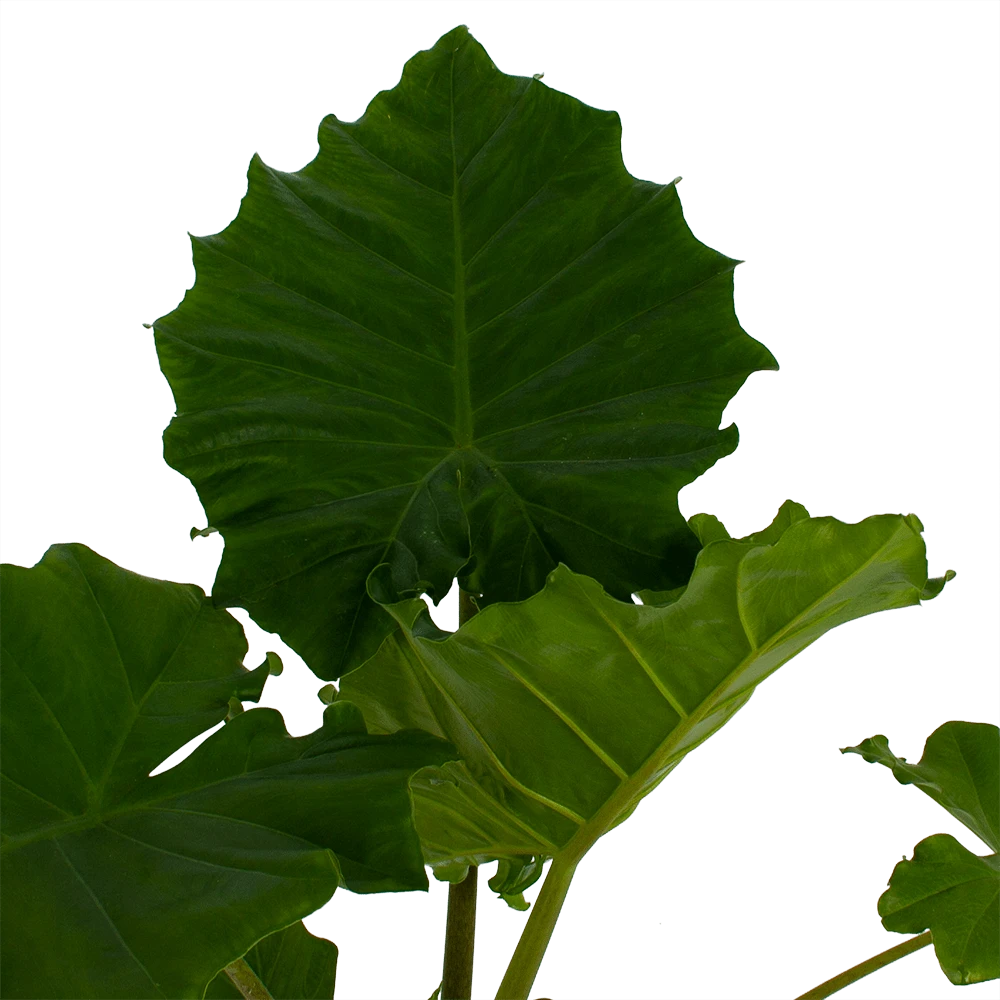 Alocasia Portodora - Olifantsoor - P21 H90 - Kamerplant 2 Alocasia Portodora - Olifantsoor - P21 H90 - Kamerplant - Afbeelding 2