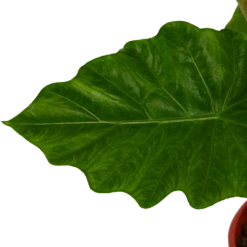 Alocasia Portodora - Olifantsoor - P21 H90 - Kamerplant 6 Alocasia Portodora - Olifantsoor - P21 H90 - Kamerplant -Plantenzadenmest Winkel alocasia portodora olifantsoor p21 h90 4