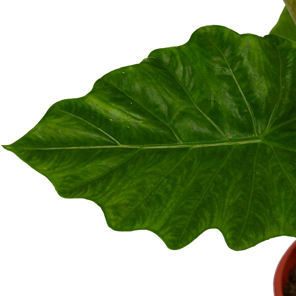 Alocasia Portodora - Olifantsoor - P21 H90 - Kamerplant 3 Alocasia Portodora - Olifantsoor - P21 H90 - Kamerplant - Afbeelding 3