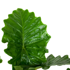 Alocasia Portodora - Olifantsoor - P35 H135 - Kamerplant 6 Alocasia Portodora - Olifantsoor - P35 H135 - Kamerplant -Plantenzadenmest Winkel alocasia portodora olifantsoor p35 h135 6 1