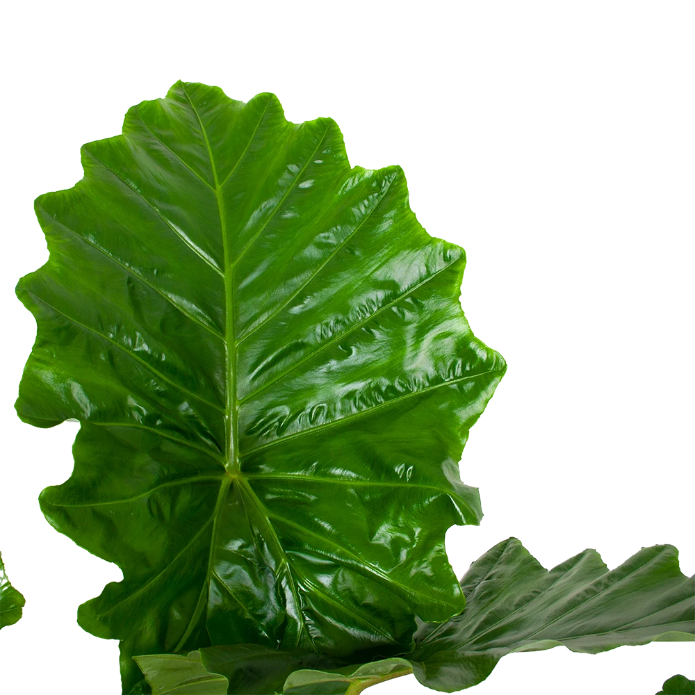 Alocasia Portodora - Olifantsoor - P35 H135 - Kamerplant 3 Alocasia Portodora - Olifantsoor - P35 H135 - Kamerplant - Afbeelding 3