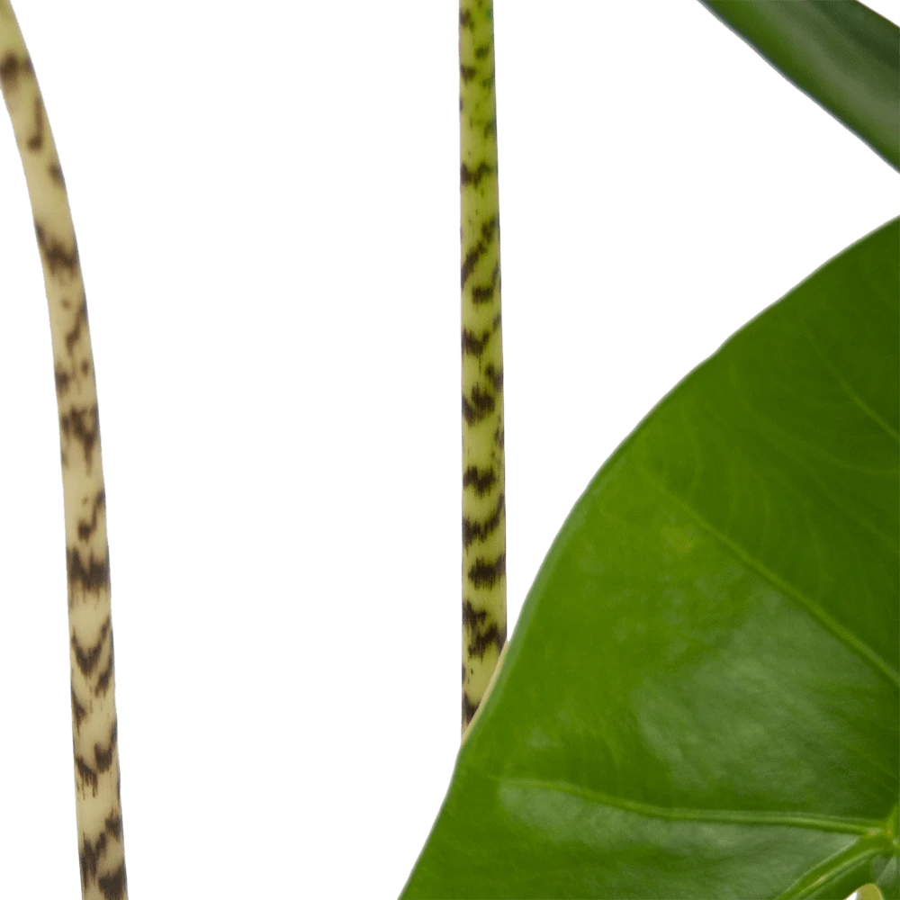 Alocasia Zebrina - Olifantsoor - P17 H60 - Kamerplant 3 Alocasia Zebrina - Olifantsoor - P17 H60 - Kamerplant - Afbeelding 3