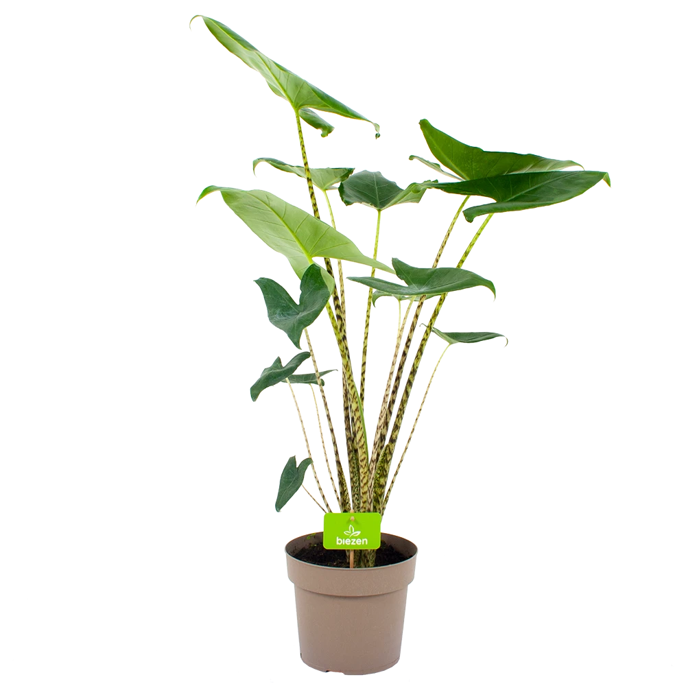 Alocasia Zebrina - Olifantsoor - P21 H70 - Kamerplant 1 Alocasia Zebrina - Olifantsoor - P21 H70 - Kamerplant