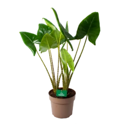 Alocasia Zebrina - Olifantsoor - P24 H90 - Kamerplant