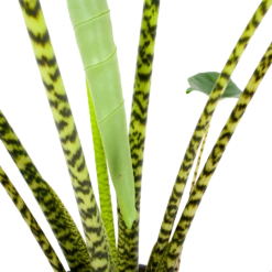 Alocasia Zebrina - Olifantsoor - P32 H120 - Kamerplant 6 Alocasia Zebrina - Olifantsoor - P32 H120 - Kamerplant -Plantenzadenmest Winkel alocasia zebrina olifantsoor p32 h120 6