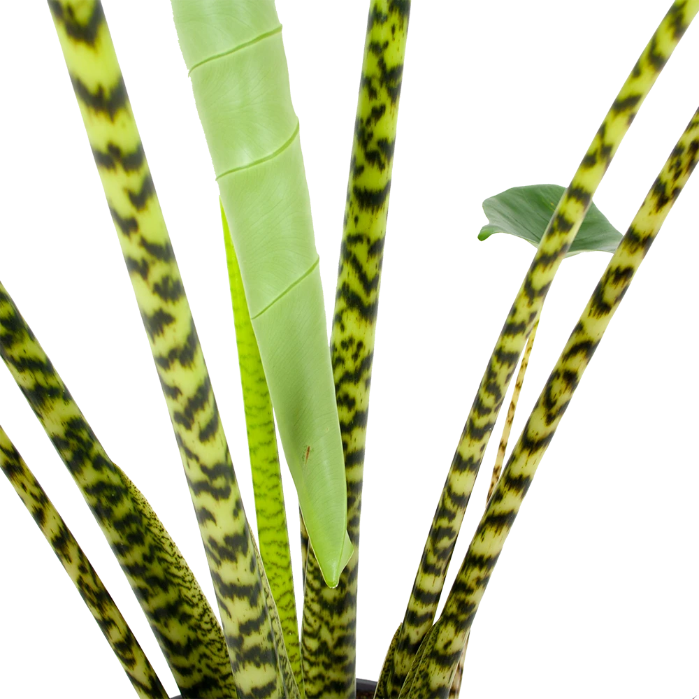 Alocasia Zebrina - Olifantsoor - P32 H120 - Kamerplant 3 Alocasia Zebrina - Olifantsoor - P32 H120 - Kamerplant - Afbeelding 3