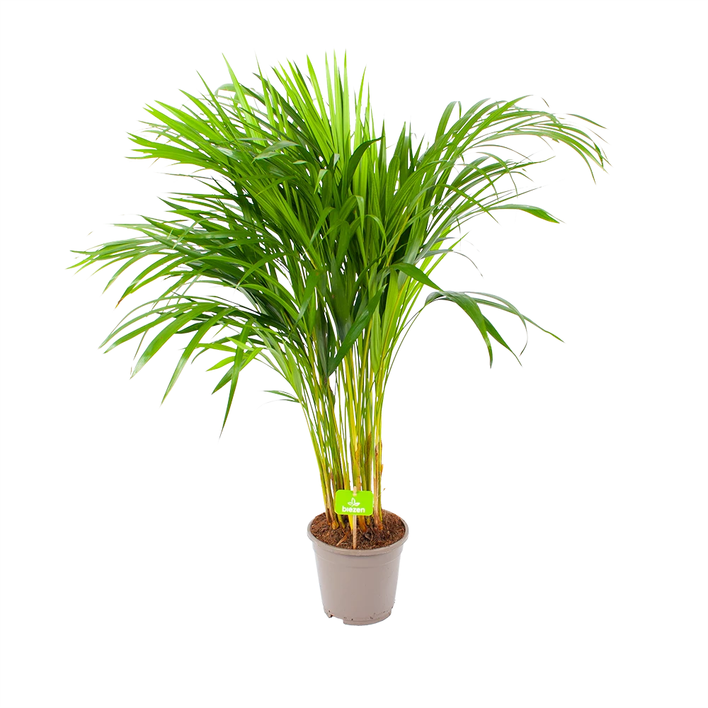 Areca - Goudpalm - P17 H90 - Kamerplant 1 Areca - Goudpalm - P17 H90 - Kamerplant