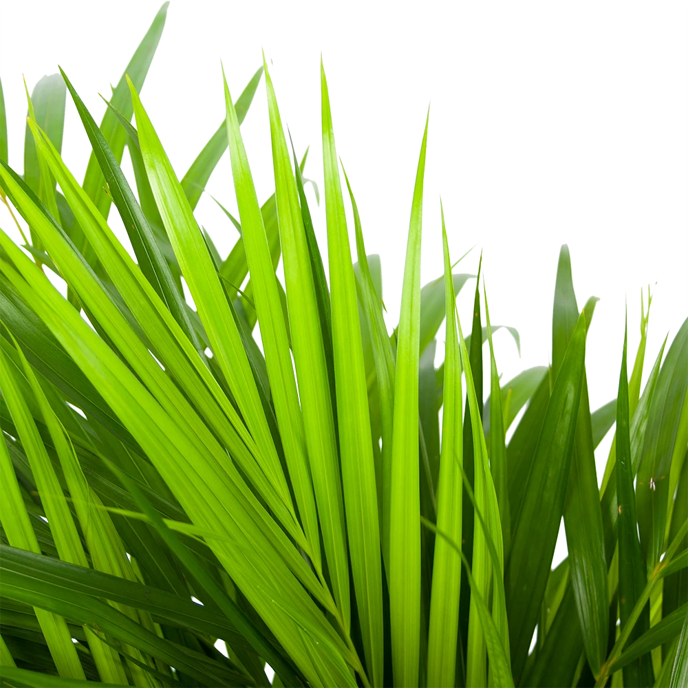 Areca - Goudpalm - P17 H90 - Kamerplant 2 Areca - Goudpalm - P17 H90 - Kamerplant - Afbeelding 2