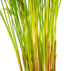 Areca - Goudpalm - P17 H90 - Kamerplant 6 Areca - Goudpalm - P17 H90 - Kamerplant -Plantenzadenmest Winkel areca goudpalm p17 h90 6 2