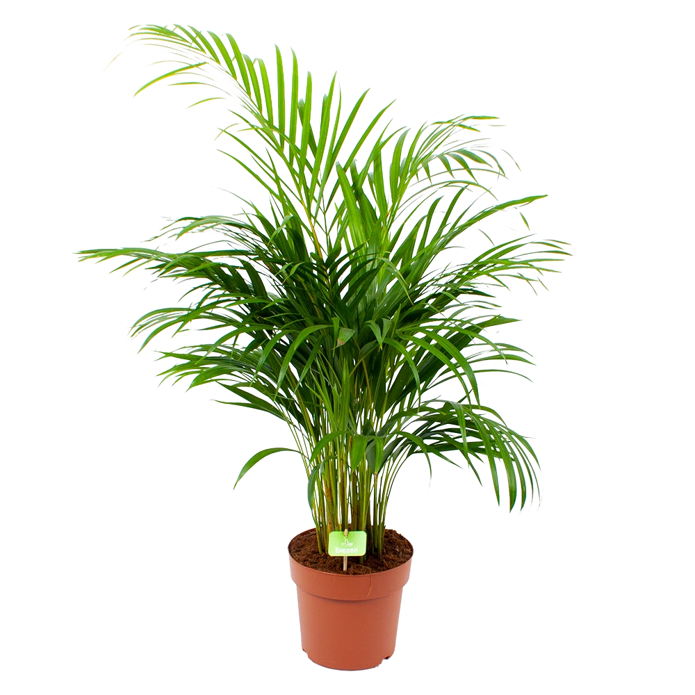 Areca - Goudpalm - P21 H100 - Kamerplant 1 Areca - Goudpalm - P21 H100 - Kamerplant