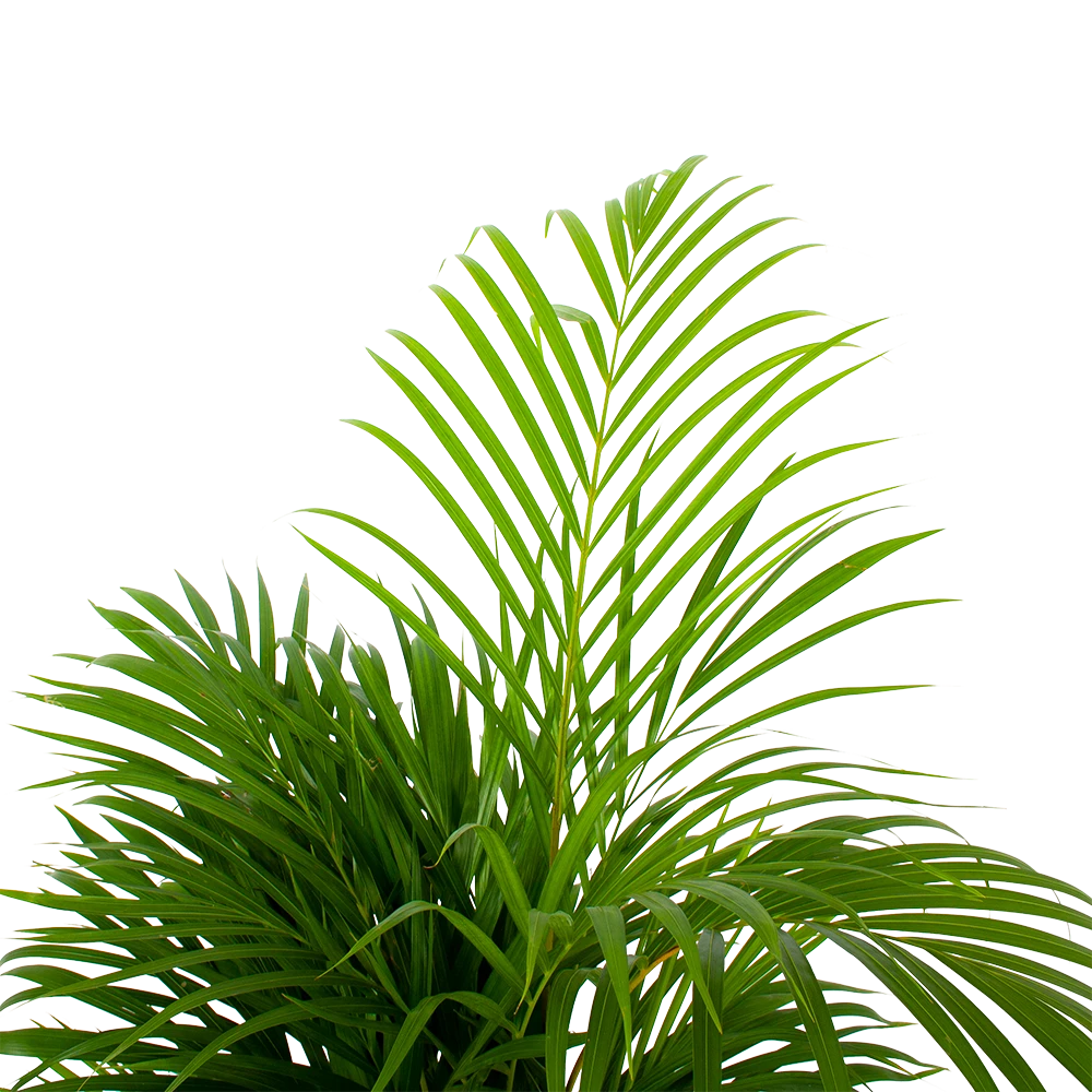 Areca - Goudpalm - P21 H100 - Kamerplant 2 Areca - Goudpalm - P21 H100 - Kamerplant - Afbeelding 2