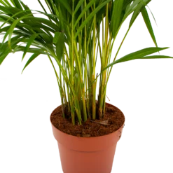 Areca - Goudpalm - P21 H100 - Kamerplant 6 Areca - Goudpalm - P21 H100 - Kamerplant -Plantenzadenmest Winkel areca goudpalm p21 h100 6 1