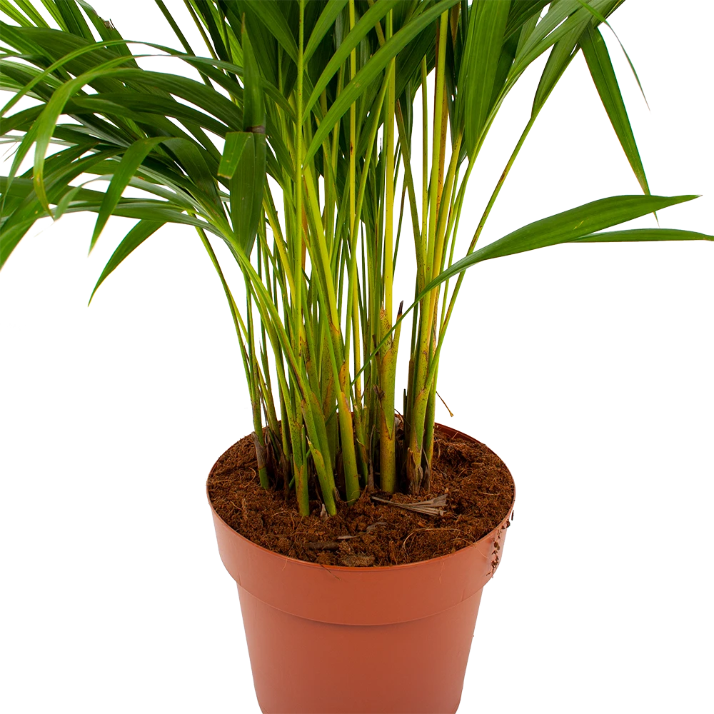 Areca - Goudpalm - P21 H100 - Kamerplant 3 Areca - Goudpalm - P21 H100 - Kamerplant - Afbeelding 3