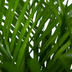 Areca - Goudpalm - P24 H120 - Kamerplant -Plantenzadenmest Winkel areca goudpalm p24 h120 5